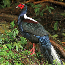 【セール】  Blue Pheasant 10枚 Pheasants | Strombergs Chicks & Game Birds