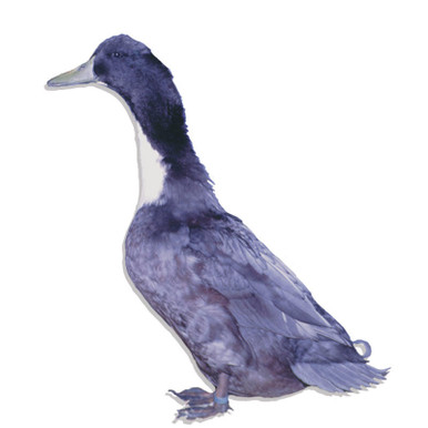 blue swedish duck