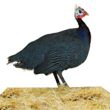 Jumbo Guinea Keets