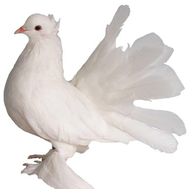 Snow White Indian Fantail Pigeon | Strombergs Chicks & Game Birds