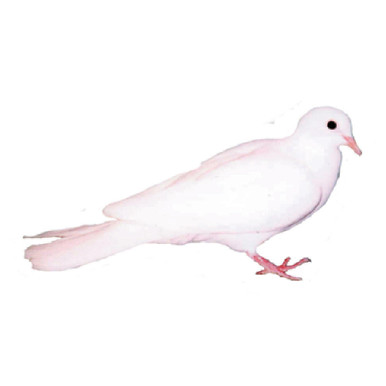 Albino Ringneck Doves | Strombergs Chicks & Game Birds