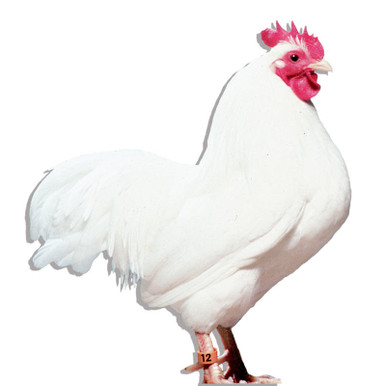 White Rock Hatching Chicken Eggs | Stromberg's Chickens