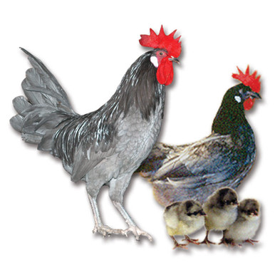 Blue Andalusian Chicken Eggs Stromberg S Chickens   Standard Blue Andalusian Hatching Eggs LG  86385.1675377707.386.513 