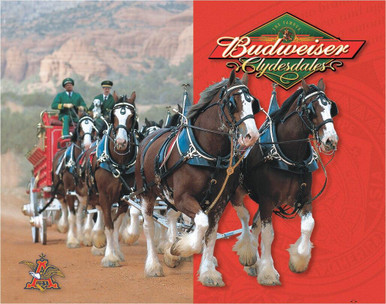 Budweiser - Clydesdales | Desperate Enterprises