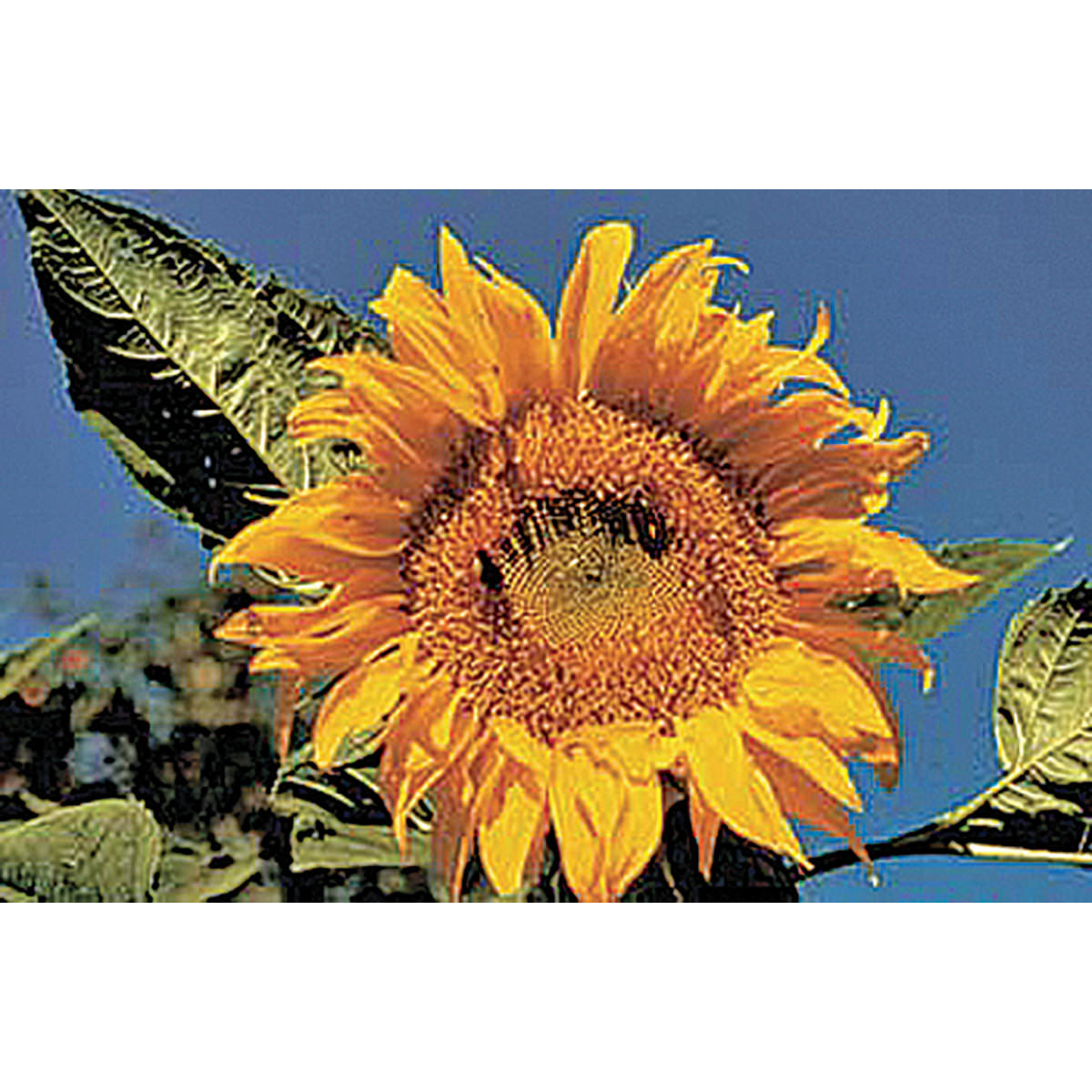 Mammoth Russian Sunflower Seeds - Essex County Co-Op