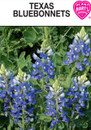 texas bluebonnets