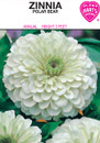 polar bear zinnia
