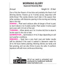 Morning Glory Heavenly Blue