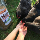 Chickens enjoying TradeKing Mealworms