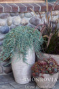 potted shrub