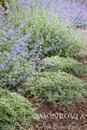 Icee Blue Juniper