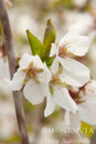 Snow Fountains® Weeping Cherry Snow Fountains® Weeping Cherry