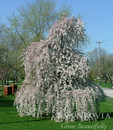 Tree Tree