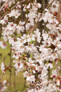 Blossoms Blossoms