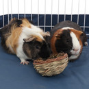 Guinea pigs playing