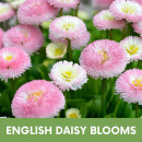 English daisy blooms English daisy blooms