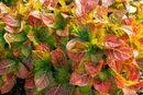 Fall foliage