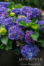Seaside Serenade® Newport Hydrangea