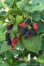 Black Satin Blackberry
