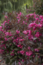 Wine & Roses® Weigela