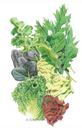 Chef's Medley Mesclun Lettuce Seeds-Detail Chef's Medley Mesclun Lettuce Seeds-Detail