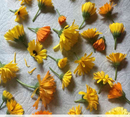 Pacific Beauty Blend Calendula (Pot Marigold) Seeds-Detail