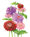 Northern Lights Blend Zinnia Seeds-Detail