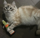 Get Toasted Champagne Bottle Refillable Cat Toy-Detail