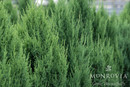 Blue Point Juniper