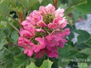 Ruby Slippers Oakleaf Hydrangea