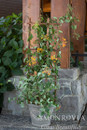 Potted