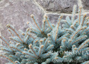 Dwarf Globe Blue Spruce