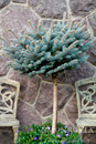 Topiary