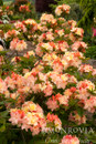 Cannon's Double Azalea