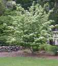 Kousa Dogwood