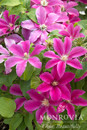 Boulevard® Acropolis™ Clematis