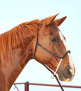 Rope Nose Halter and Leadrope
