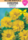 coreopsis lanceolata