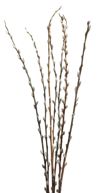 Pussywillow Bunch