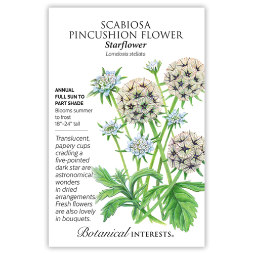 Starflower Scabiosa/Pincushion Flower Seeds