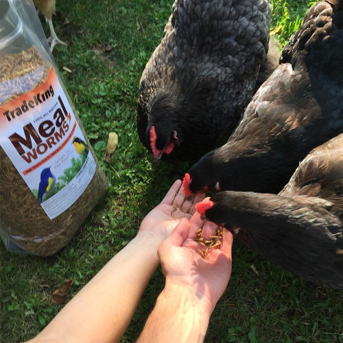 Chickens enjoying TradeKing Mealworms