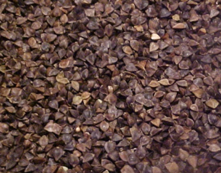 Buckwheat Cover Crop Seed