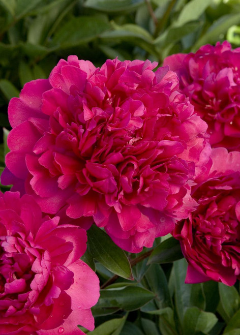 Paul M. Wild Double Peony