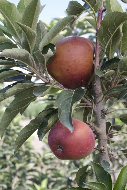 Red Delicious Apple