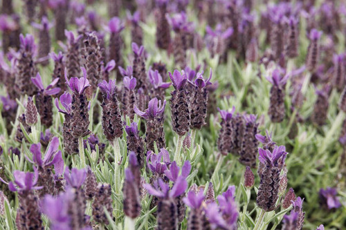 Anouk Purple Medley Lavender