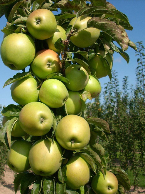 Fruit Snacks™ Blushing Delight™ Columnar Apple