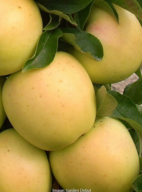 Fruit Snacks® Golden Treat™ Columnar Apple