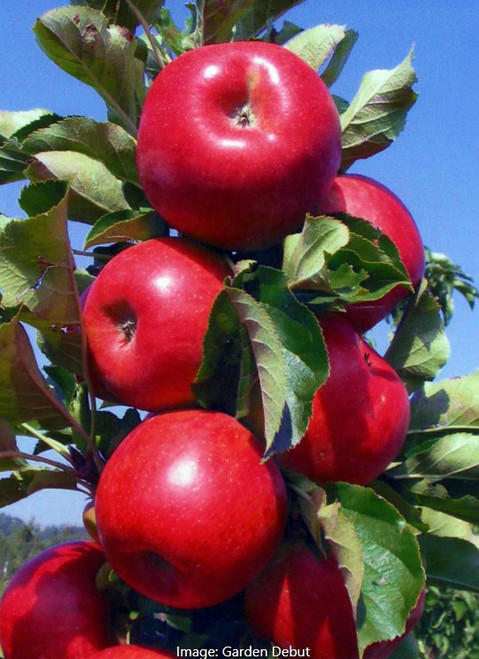 Fruit Snacks® Tasty Red™ Columnar Apple