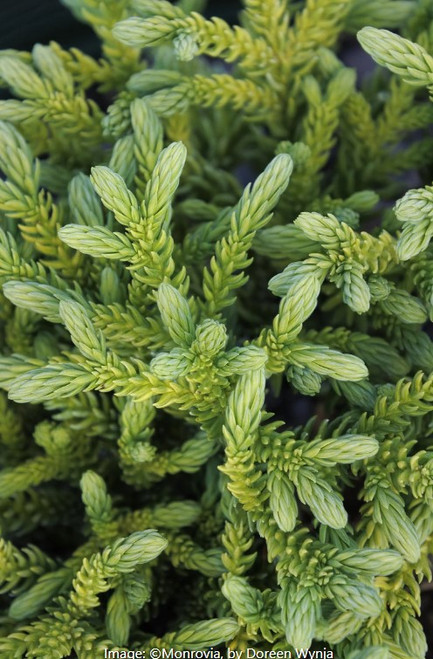 Dragon Prince™ Japanese Cedar