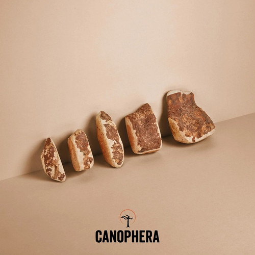 Canophera Briar Root Chews